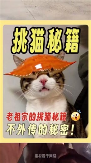 Beginner's Guide! The 5-Second Cat-Handling Method: Understand Your Cat's Personality! 😱 5 Reacti...