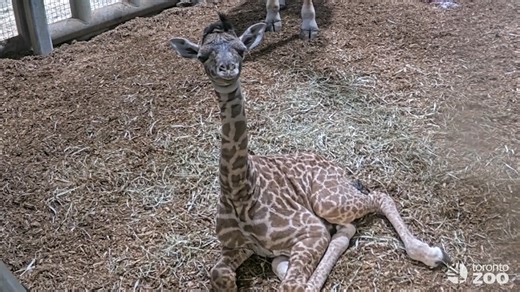 We are head over hooves here at your Toronto Zoo with the birth of a Masai giraffe calf 🍼🦒 The calf arrived at 1:26am on Sunday, February 22nd and was already standing by about 2:00am. Both Mom and baby have been doing well and were left to bond over the weekend. The first health check, conducted Monday morning, showed things are looking good for the “little” calf who measures about 6 foot 4 inches, or 1.95 metres. The Wildlife Health team were also able to confirm she’s a female! 💕 “This end