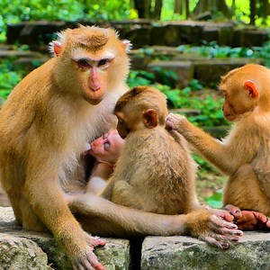 5.7K views · 837 reactions | Adorable Baby Rainbow Feel So Upset When watch Luna Feeding Milk To Lucie | Monkey Kid | Facebook