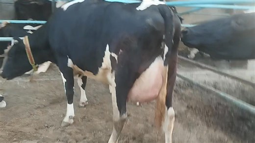 #ماشاءاللــّٰـــــه 💯💯💯 پہلا سوا کھیری بچھڑی FIRST TIMER مزید معلومات کے لیے رابط کر سکتے ہیں شکریہ ۔ #محمد_ڈیری_فارم_سرگودھا #وڑائچ_ڈیری_فارم_سرگودھا 03416923205 / 03008963690 / 0342 8622303 🌹🫶🌷🌿🌷🌿🫶🌹 #followersreelsfypシ゚viralシfypシ゚viralシalシ #everyoneactivefollowersシfypシ゚viralシalシ #trendingreel #cholistanicow #everyonefollowers #sahiwalcow #quality #agriculture #buffalo #native #Amazing #animals #everyoneシ゚ #Pakistan #UK #usa #unique #diamonds #gold #love #livestock #farmersofinstagra