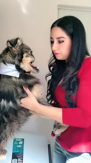 #perrito #angelito #doglove más en Instagram: ana_bel1606