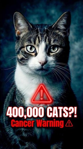 [Warning] 90% Cat Cancer Risk? Stop Fatal Pyometra Now!#shorts
