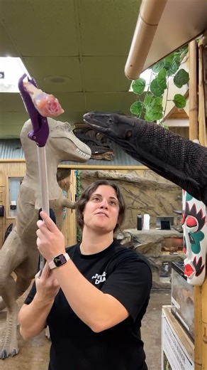 Feeding my Black Dragon water monitor never gets old. The focus the power and the trust built over time are incredible to witness. Moments like this remind me that working with animals is not about control. It is about respect and understanding. Gillie keeps me on my toes and reminds me every day why I fell in love with reptiles in the first place. 🐉 | The Reptile Zoo