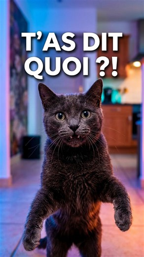 Pas de café le soir ! ☕️❌ 🤣🤣🤣 #chats #humour #cat#chatrigolo