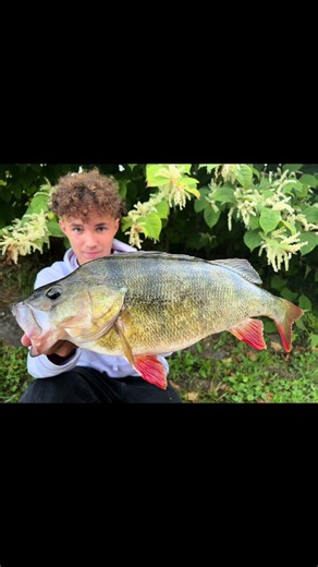 Ultimate Dream Perch Fishing Experience