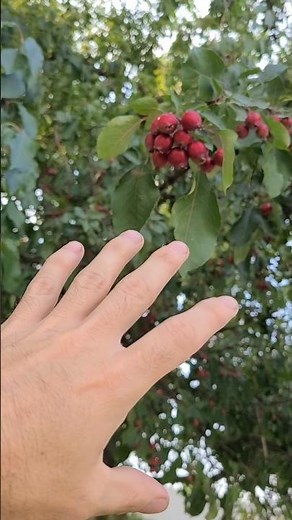 🌿 Crab Apples – Uses & Benefits | Wild Edible & Medicinal Plant