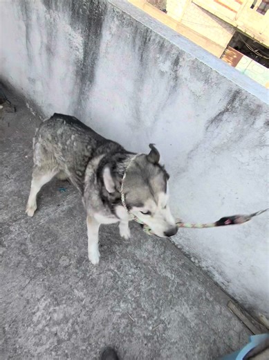Entrenamiento de Huskies Agresivos: Antes y Después