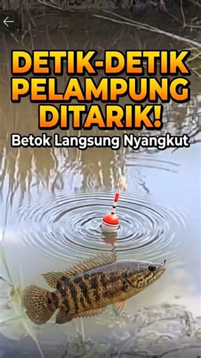 Detik-Detik Pelampung Ditarik! Betok Langsung Nyangkut #shortvideo #strikeikanbabon