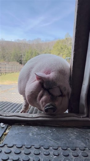 Paulie Walnuts has a itch he just can’t scratch.Peace, Love & Pigs #peacelovepigs #arthursacresanimalsanctuary #arthursacres #sanctuaries #sanctuariesnotslaughterhouses #sanctuariessupportingsanctuaries #animalsanctuary #pig #pigs #smile #pigslove #lovepigs #lovepigsnotpork #lovepigsdonteatthem #notbacon #notpork #notporkchops #veganfortheanimals #veganforanimals | Arthur's Acres Animal Sanctuary