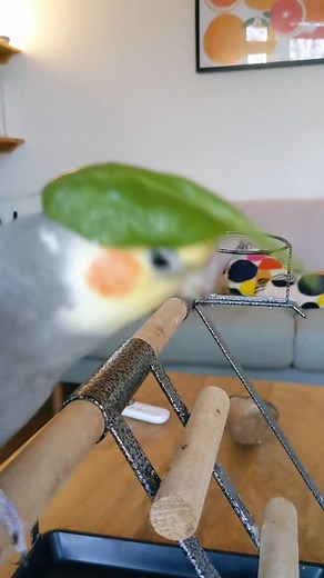 Adorable Cockatiel Videos - Funny Bird Compilation