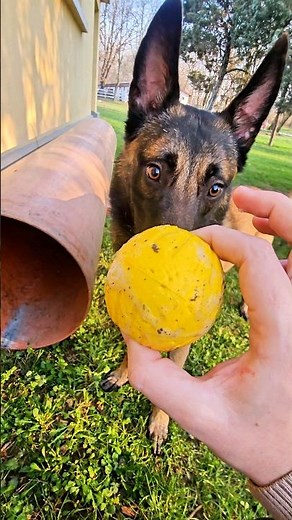 Teach Your Dog to Master the Agility Tunnel in Just Minutes! 🐶 #DogTraining #Shorts
