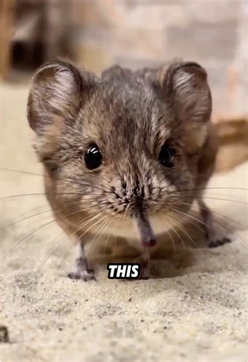 Discover the Tiny Elephant Shrew: Nature's Miniature Marvel