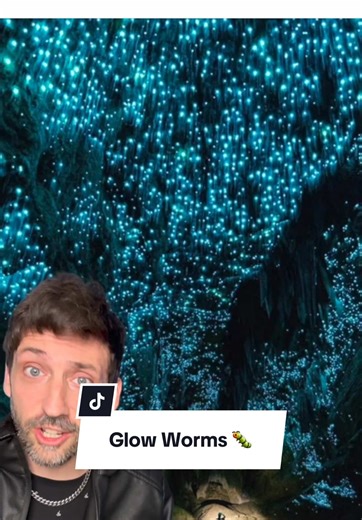 The Glow Worms 🐛