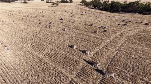 Drone Perspective on Sheep Farming in Summer