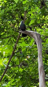 1.6K views · 52 reactions | Why a catbird is called a catbird | Coppervine Feeders | Facebook