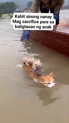 mama cat 😢🥹 | Boss Idol