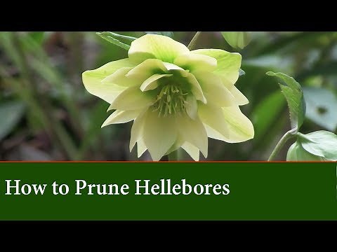 How To Prune Hellebores (The Lenton Rose) - Basic Care Techniques