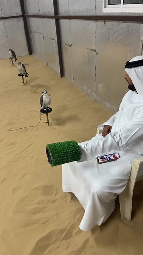 فيديوهات أنشأها مروان بن شنه🦅🪶 (@marwan_bin_shenna1) باستخدام الصوت الأصلي - ..993