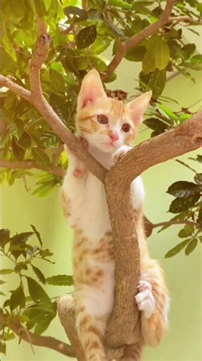 Tu Mile Jaha || main vari Java || #trending