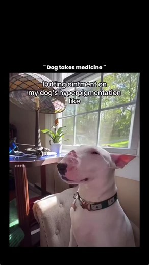 ZYNETRIX on Instagram: "This video shows a dog receiving topical ointment on areas of facial hyperpigmentation, a common condition in dogs where patches of skin become darker due to increased melanin production. Canine hyperpigmentation is not a disease by itself but a symptom that can be triggered by factors such as allergies, chronic licking, bacterial or yeast infections, hormonal imbalances, inflammation, or prolonged sun exposure—especially in light-colored or short-haired breeds. The darke