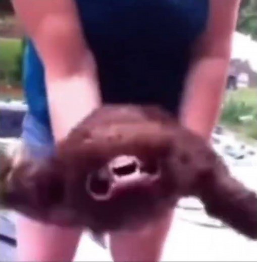 A group of hippos is called a bloat