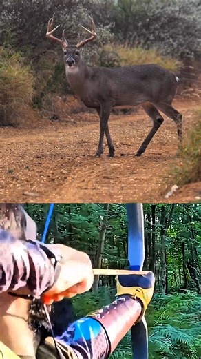 Archery Deer Hunt | Perfect Bow Shot Captured!#challenge #chase #deerhunting