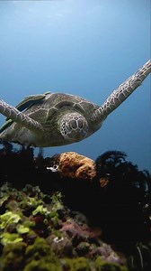 1.3M views · 42K reactions | "Nature gives us wonderful moments when...