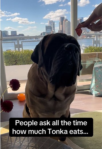 English Mastiff Feeding Habits and Costs Explained