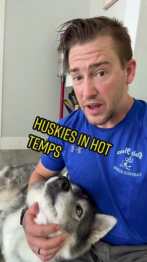 Huskies Adaptability to Warm Weather: Myth or Reality?