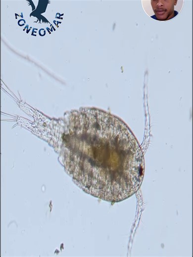 Exploring the Hidden World of Oil and Its Origins