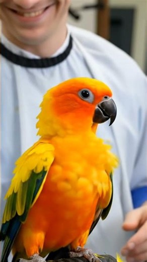 I send my sun conure for a haircut. look how cute she is looking now ♥️😍 #adorablepicture #birds