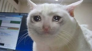 Do Cats Cry? Reasons Behind Cat Crying - Smartland Apartments