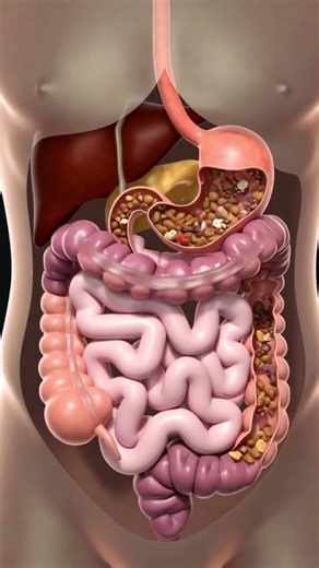 How Stool Forms Inside the Human Body Digestion to Bowel Movement in 3D Animation #science​ #shorts