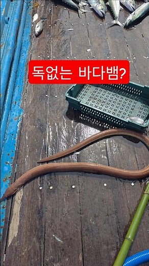 A non-venomous sea snake living in the ocean?