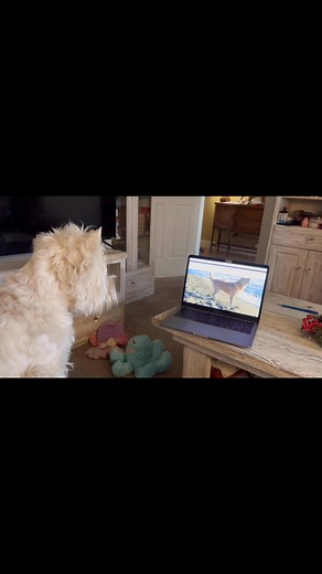 2.6K views · 232 reactions | Pickles loves watching dog videos on the computer. Whenever the dogs walk of the screen Pickles runs to the back of the screen to find them—this is met with much confusion as he can never find the dog  | The Piper Chronicles | Facebook