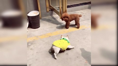 Happy Golden Puppies in Fun Moments