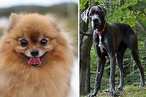Pomeranian Great Dane Mix: A Unique Hybrid Dog Breed in Every Way | Fluffy Dog Breeds