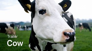 "We are animals. We need to connect to the millions of non-human lives we use" Andrea Arnold's BAFTA-nominated documentary chronicles the daily life of a dairy cow in an attempt to move humans closer to them. COW comes to TIFF Bell Lightbox starting April 8. bit.ly/3LpIh02 | TIFF | Facebook
