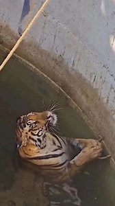 1M views · 8K reactions |  Rescatan a un tigre y a un jabalí que cayeron dentro de un pozo en la India. Ambos animales fueron sacados ilesos y liberados de nuevo a la naturaleza. Las autoridades dijeron que el jabalí estaba siendo perseguido por el tigre cuando ambos cayeron al agua. #tigre #jabali #animales #rescate #india | El Español | Facebook