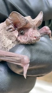 Many bats are arriving from the north. Please be kind as they find their way. Thanks to everyone who has donated to our #batweek fundraiser so far! We’re almost halfway there! We appreciate you. #austinbats #congressbridgebats #mexicanfreetailedbats | Austin Bat Refuge