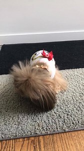 2.1K views · 67 reactions | The way she eats  | Woof Woof Puppies & Boutique | Facebook