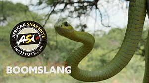 The Boomslang is largely tree-living but may descend to the ground to bask. In trees it poses no threat to humans as it is extremely reluctant to bite and bites are rare. It is a popular fallacy that being back-fanged it can only bite onto a small digit – this is incorrect as it can open its mouth very wide. Hatchlings and juveniles are grey with a massive emerald green eye but change to the adult colours around 1 m. Most males are bright green, sometimes with black between the scales but in the