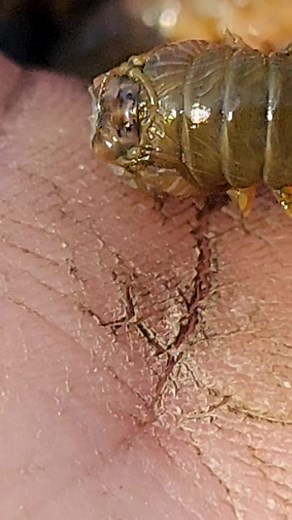 WOW ⚠️ these sandworms are one of nature's best fishing baits just handle them carefully they have fangs 🪱 #wild #fishing #viral #nature #outdoors | Wayne Bishko