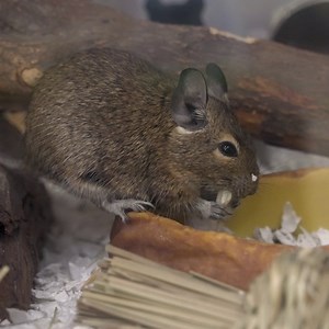 Cute critter alert! 🚨 Swing by Rainforest Kidzworld to catch our degu fam in action! #SingaporeZoo #Degu | Mandai Wildlife Reserve