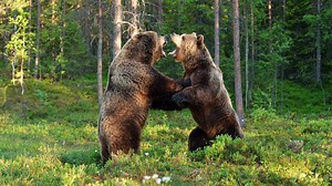 This Dramatic Bear Fight Is the Wildest Video You'll See All Week