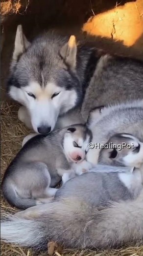 Husky Mom's Sweet Naptime: Cuddling 4 Fluffy Pups in Sunlit Den 🐺💤🌞 #DogLove #PuppyCuddle