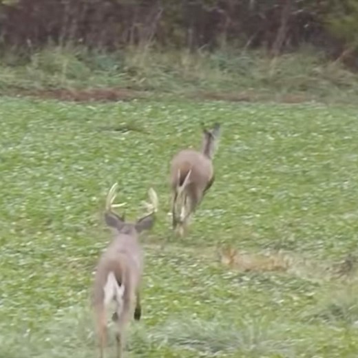 5.8K reactions · 53 shares | Tis the season!!!! #hunting #whitetail #deer #rut | Final Stand | Facebook