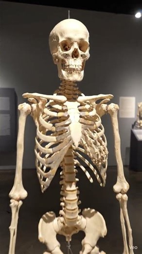 no caption for my skeleton just nee subscribeers #anatomy #amnewbutnottheleast #skeleton #human