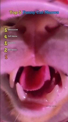 Top 5 Funny Cat Meows | Hilarious Cats Meowing Compilation, Cute & Weird Cat Sounds