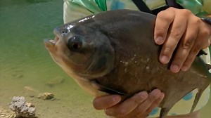 WOW! A man caught a nonnative pacu with ferocious teeth in a Florida pond. STORY: 8.wfla.com/3D7FGqz | WFLA News Channel 8